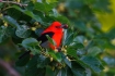 One;Piranga-olivacea;Scarlet-Tanager;Tanager;avifauna;bird;birds;color-image;col